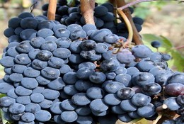 Shore excursions from Sorrento Port, grapes